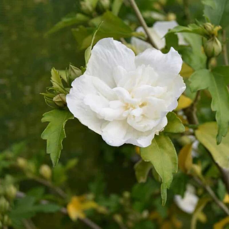 Hibiscus syriacus White Chiffon ('Notwoodtwo'PBR) (Chiffon Series) (d) 100-125 cm